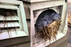 birds in dryer vents